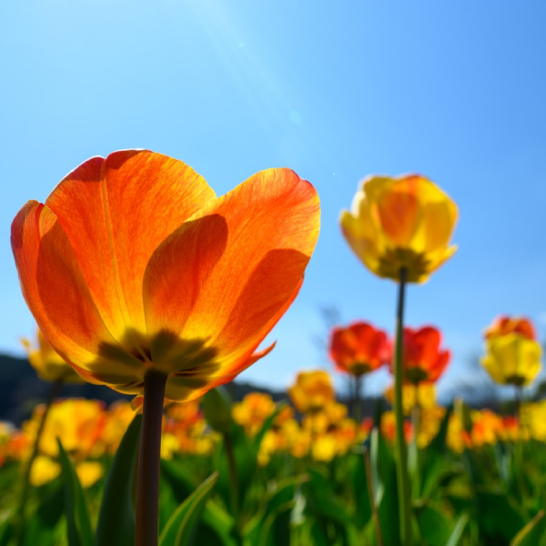 Spring allergies